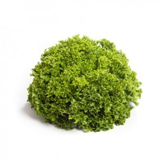 Compra LECHUGA VINDICATE RZ Pildorada (5.000 Semillas). en la tienda online Fito Agrícola