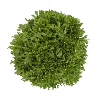 Compra LECHUGA EXCAVO RZ Pildorada (5.000 Semillas). en la tienda online Fito Agrícola