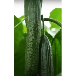 Compra PEPINO BAMBÚ F1 (1.000 Semillas) en la tienda online Fito Agrícola