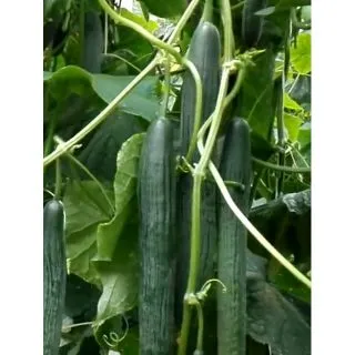 Compra PEPINO INVICTUS F1 (1.000 Semillas). en la tienda online Fito Agrícola