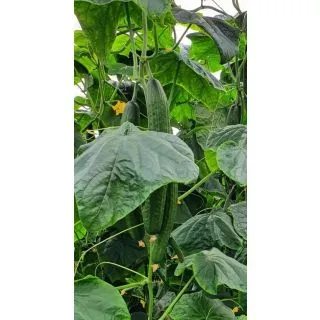 Compra PEPINO NAOS RZ F1 Precisión (1000 Semillas). en la tienda online Fito Agrícola