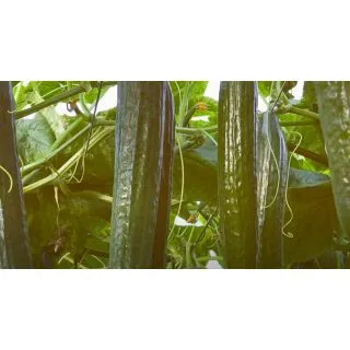 Compra PEPINO REMO F1 (1.000 Semillas) en la tienda online Fito Agrícola