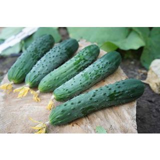 Compra PEPINO NORMANDO F-1 (1.000 Semillas) en la tienda online Fito Agrícola