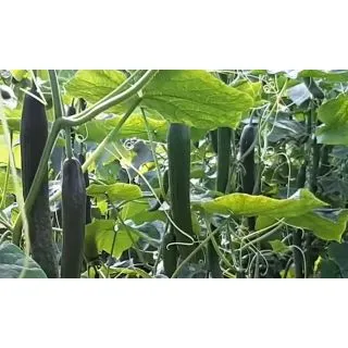 Compra PEPINO SQISITO F1 (1.000 Semillas) en la tienda online Fito Agrícola