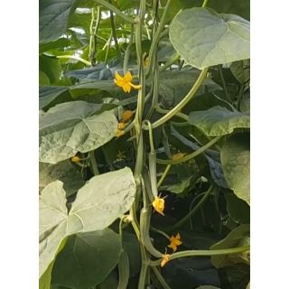 Compra PEPINO TESORO F1 (1.000 Semillas) en la tienda online Fito Agrícola