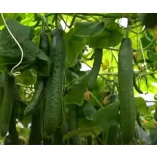 Compra PEPINO VALLE RZ F1 Precisión (1000 Semillas). en la tienda online Fito Agrícola