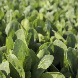 Compra ESPINACA KODIAK RZ F1 (1.000.000 Semillas) en la tienda online Fito Agrícola