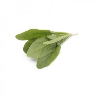 Compra ESPINACA PLATYPUS RZ F1 (1.000.000 Semillas) en la tienda online Fito Agrícola