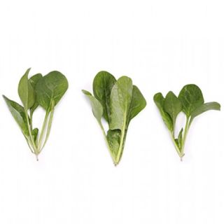 Compra ESPINACA SALAMANDER RZ F1 (1.000.000 Semillas) en la tienda online Fito Agrícola