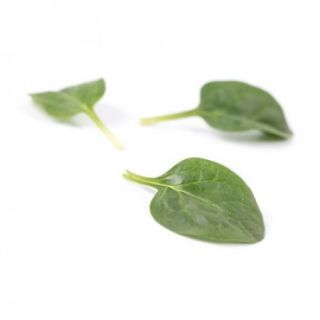 Compra ESPINACA RATEL RZ F1 (1.000.000 Semillas) en la tienda online Fito Agrícola