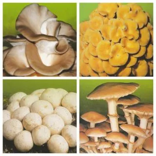 Compra MICELIO DE SETAS GRATIS (2 envases x 100 gr.) en la tienda online Fito Agrícola