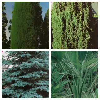 Compra SEMILLAS DE ÁRBOLES JARDÍN GRATIS (3 Unidades) en la tienda online Fito Agrícola