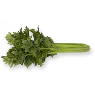 Compra APIO KYLIAN RZ Pildorado (10.000 Semillas) en la tienda online Fito Agrícola