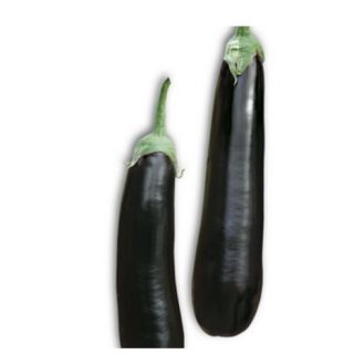 Compra BERENJENA NILO RZ F1 (1000 Semillas). en la tienda online Fito Agrícola