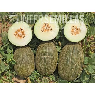 Compra MELÓN CORCEL F-1 (1.000 Semillas). en la tienda online Fito Agrícola