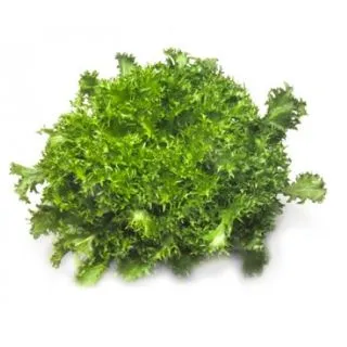 Compra ESCAROLA CIGAL RZ Pildorada (5.000 Semillas). en la tienda online Fito Agrícola