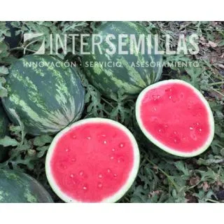 Compra SANDÍA AMENA F1 (1.000 Semillas). en la tienda online Fito Agrícola