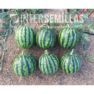 Compra SANDÍA FETEN F1 (1000 Semillas). en la tienda online Fito Agrícola