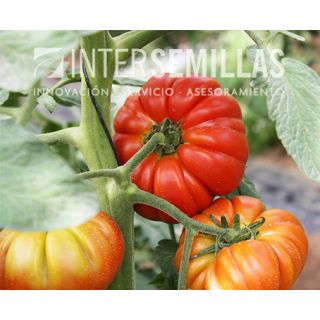 Compra TOMATE ALLUREA F-1 (1000 Semillas). en la tienda online Fito Agrícola