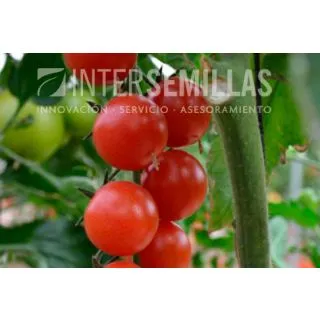 Compra TOMATE BINGO F-1 (1000 Semillas). en la tienda online Fito Agrícola