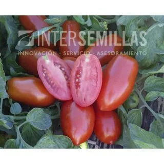 Compra TOMATE ARAGÓN F-1 (1000 Semillas). en la tienda online Fito Agrícola