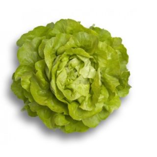 Compra LECHUGA ALMAGRO RZ Pildorada (5.000 Semillas). en la tienda online Fito Agrícola