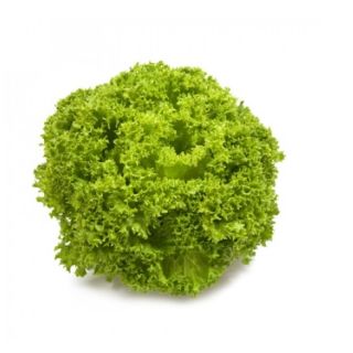 Compra LECHUGA LINARO RZ Pildorada (5.000 Semillas). en la tienda online Fito Agrícola