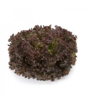 Compra LECHUGA MINERAL RZ Pildorada (5.000 Semillas). en la tienda online Fito Agrícola
