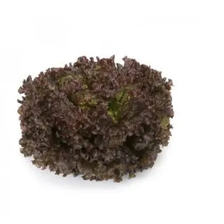 Compra LECHUGA MINERAL RZ Pildorada (5.000 Semillas). en la tienda online Fito Agrícola