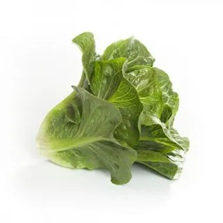 Compra LECHUGA RAWLEY RZ Pildorada (5.000 Semillas). en la tienda online Fito Agrícola