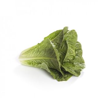 Compra LECHUGA RICTUS RZ Pildorada (5.000 Semillas). en la tienda online Fito Agrícola