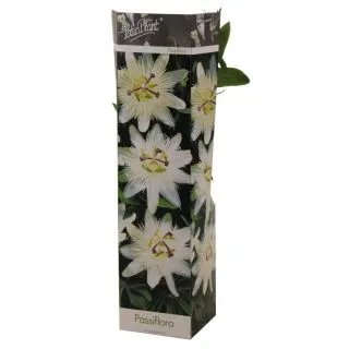 Compra PASSIFLORA AVALANCHE (1 Unid.) en la tienda online Fito Agrícola