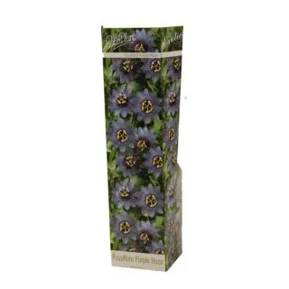 Compra PASSIFLORA PURPLE HAZE (1 Unid.) en la tienda online Fito Agrícola