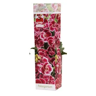 Compra PELARGONIUM BICOLOR ORANGE FIZZ (1 Unid.) en la tienda online Fito Agrícola