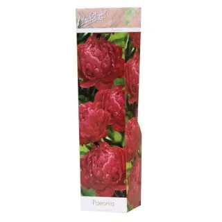Compra PEONÍA DOBLE ROJA (1 Unid.) en la tienda online Fito Agrícola