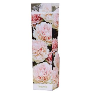 Compra PEONÍA DOBLE ROSA (1 Unid.) en la tienda online Fito Agrícola