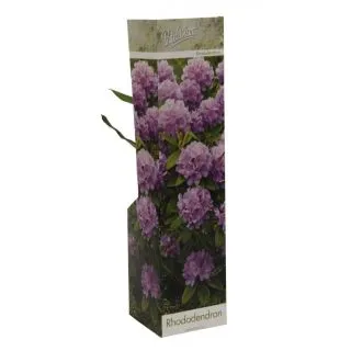 Compra RHODODENDRON CATAWBIENSE PURPLE (1 Unid.) en la tienda online Fito Agrícola