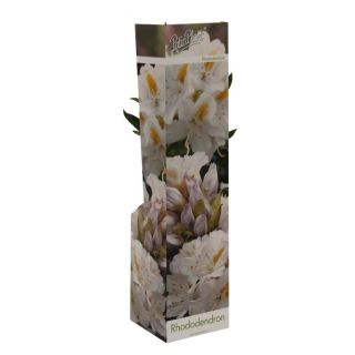 Compra RHODODENDRON CUNNINGHAMS WHITE (1 Unid.) en la tienda online Fito Agrícola