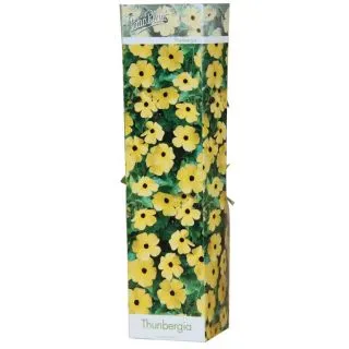 Compra THUNBERGIA AMARILLA (1 Unid.) en la tienda online Fito Agrícola