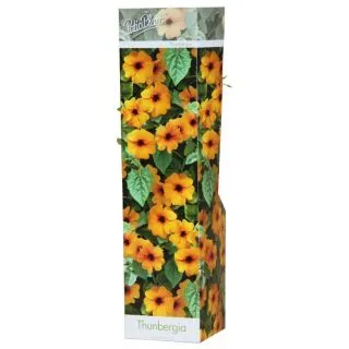 Compra THUNBERGIA NARANJA (1 Unid.) en la tienda online Fito Agrícola