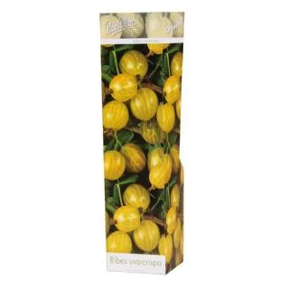 Compra UVA CRISPA BLANCA (1 Unid.) en la tienda online Fito Agrícola