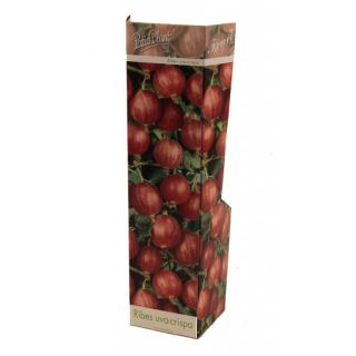 Compra UVA CRISPA ROJA (1 Unid.) en la tienda online Fito Agrícola