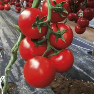 Compra TOMATE TIRRENICO RZ F1 (1.000 Semillas). en la tienda online Fito Agrícola