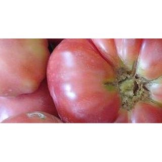 Compra TOMATE ROSA Injertado EPS130 en la tienda online Fito Agrícola