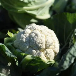 Compra COLIFLOR LAVAREDO F-1 (2.500 Semillas) en la tienda online Fito Agrícola