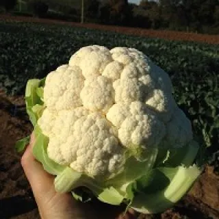 Compra COLIFLOR OVINDOLI (5.000 Semillas) en la tienda online Fito Agrícola