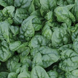 Compra ESPINACA SOLOMON F1 BABY LEAF (1.000.000 Semillas) en la tienda online Fito Agrícola