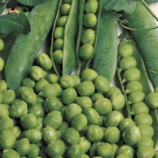 Compra GUISANTE UTRILLO (25 Kgr.) en la tienda online Fito Agrícola