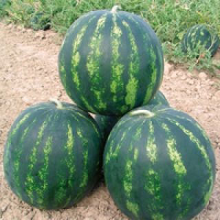 Compra SANDÍA BONTA F1 (1.000 Semillas). en la tienda online Fito Agrícola