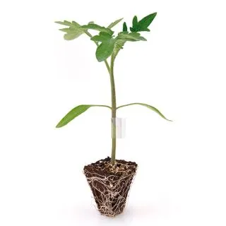 Compra TOMATE BALANCEFORT F1 Pildorado (10.000 Semillas) en la tienda online Fito Agrícola